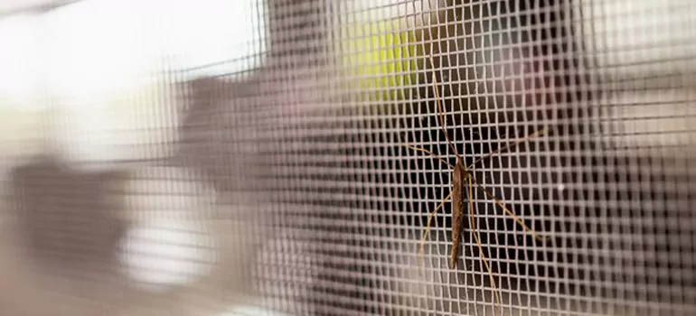 Repair Mosquito Mesh For Windows in Land O' Lakes, FL
